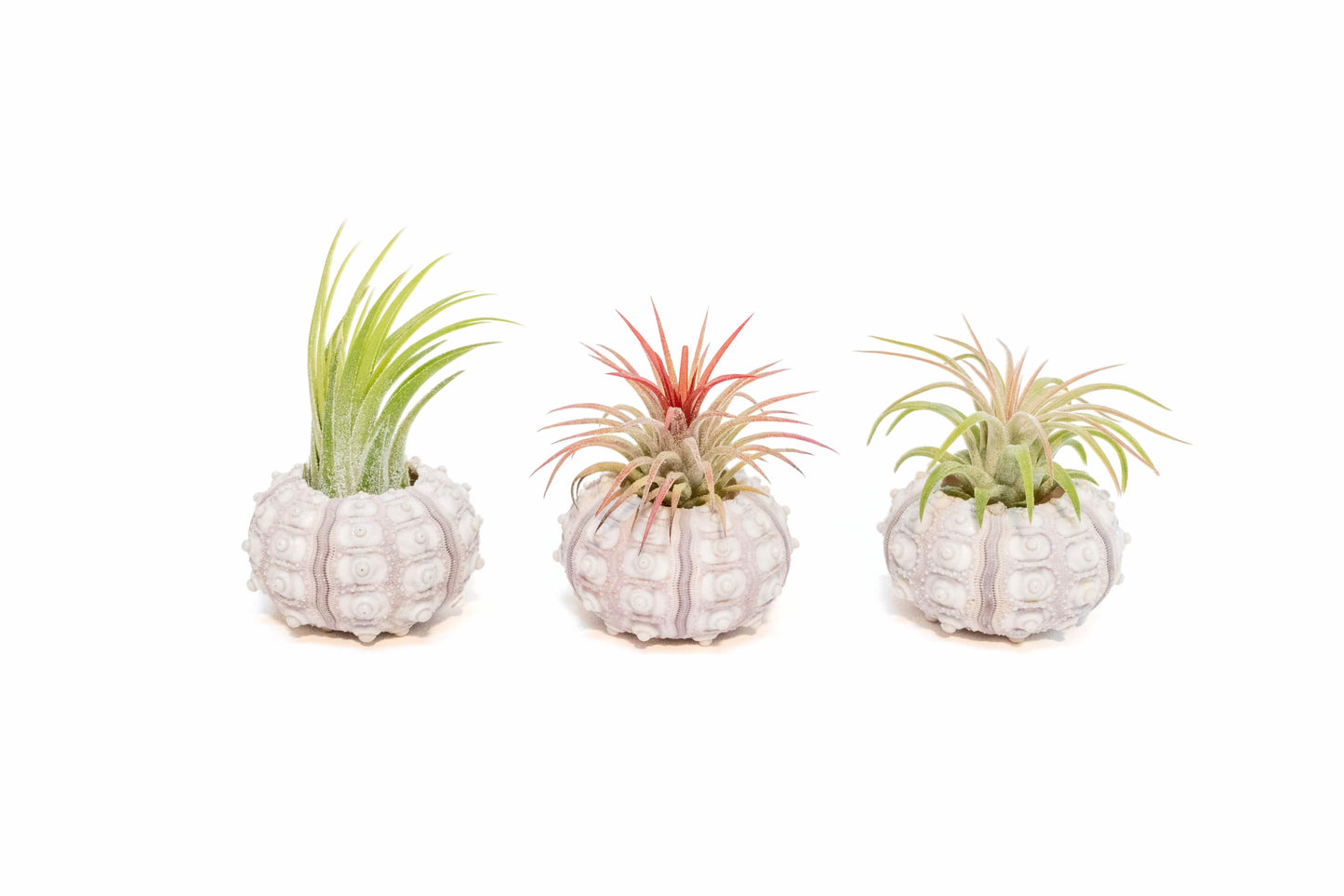 Sputnik Urchin Shells with Tillandsia Ionantha Air Plants