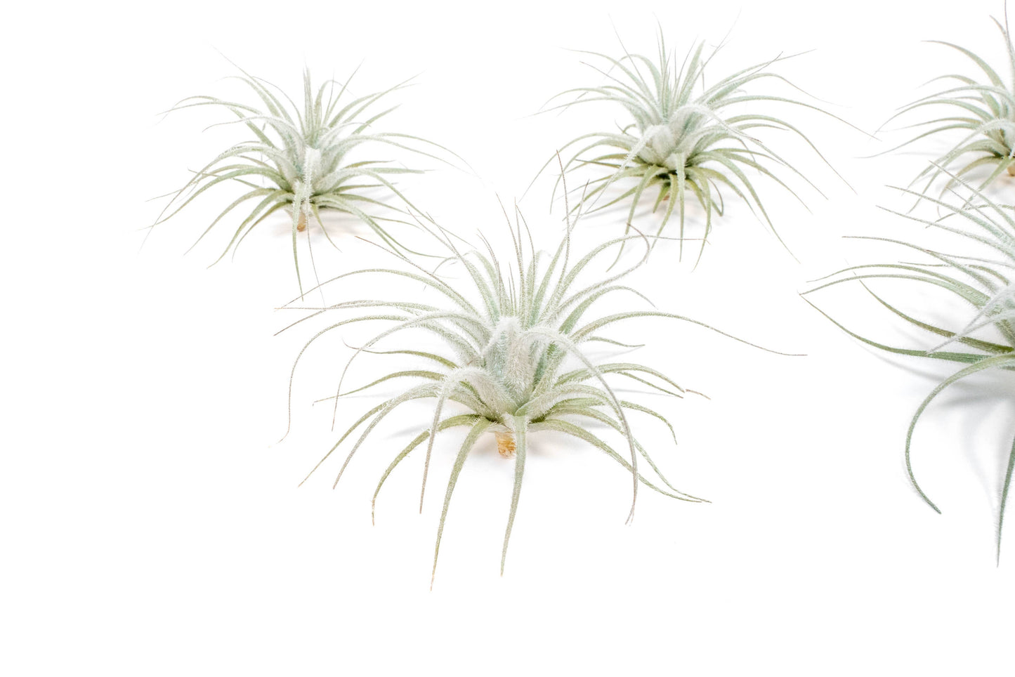 Small Tillandsia Tectorum Ecuador Air Plant