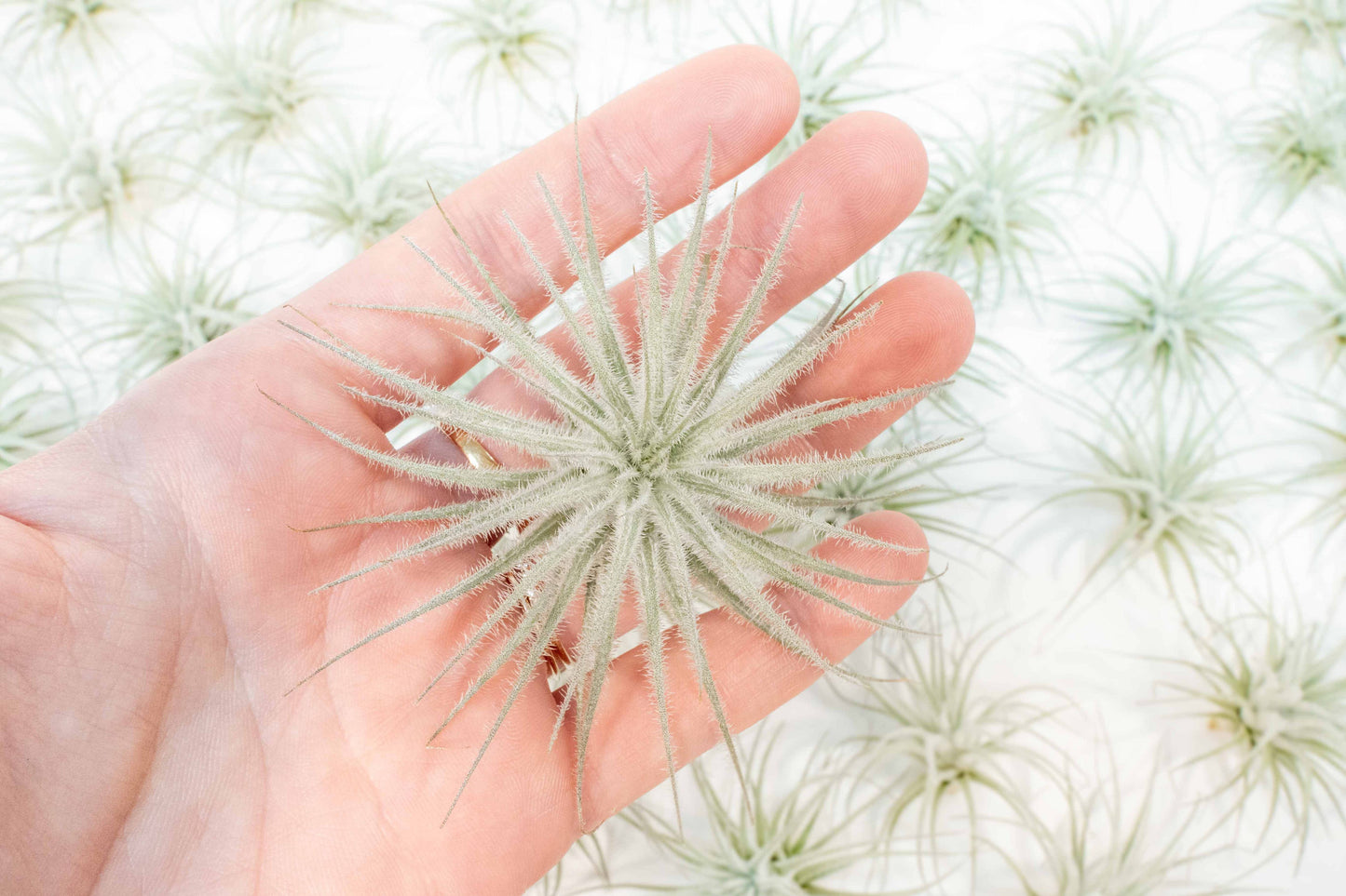 Small Tillandsia Tectorum Ecuador Air Plant