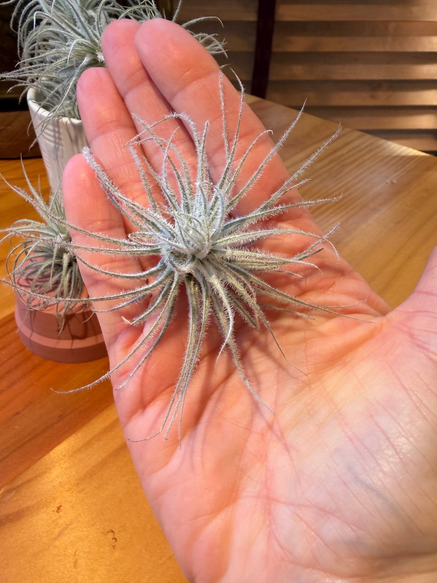 Small Tillandsia Tectorum Ecuador Air Plant