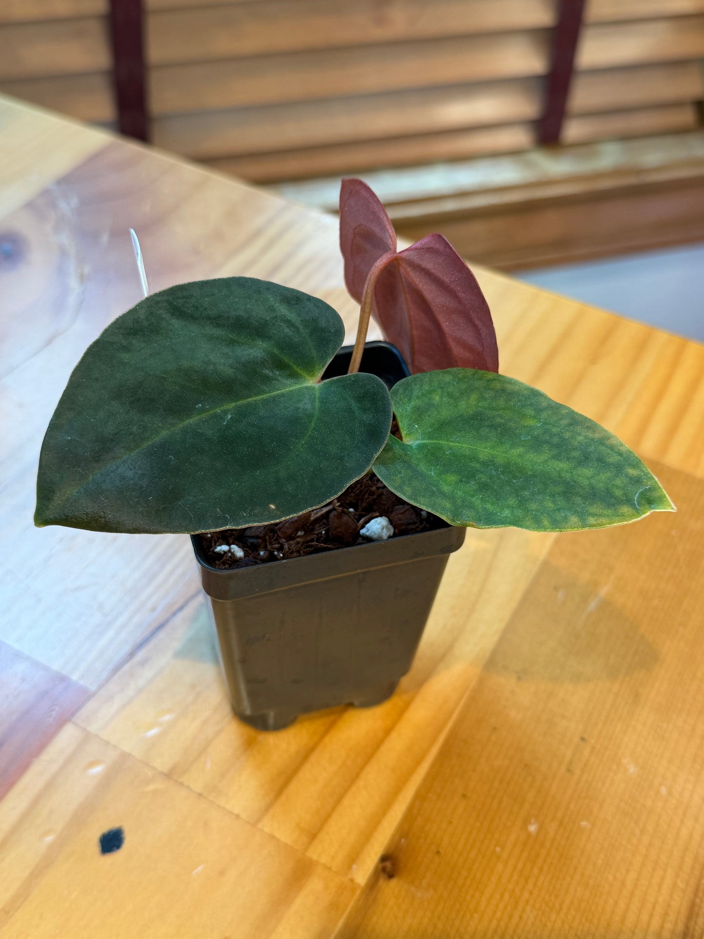 Besseae X RLFS F2 Seedling
