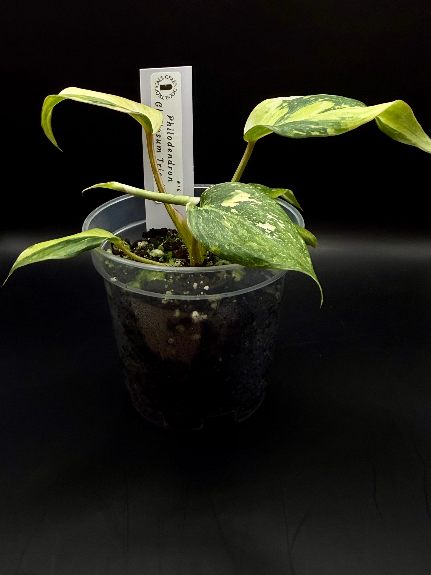 #18 Gloriosum Tricolor Philodendron