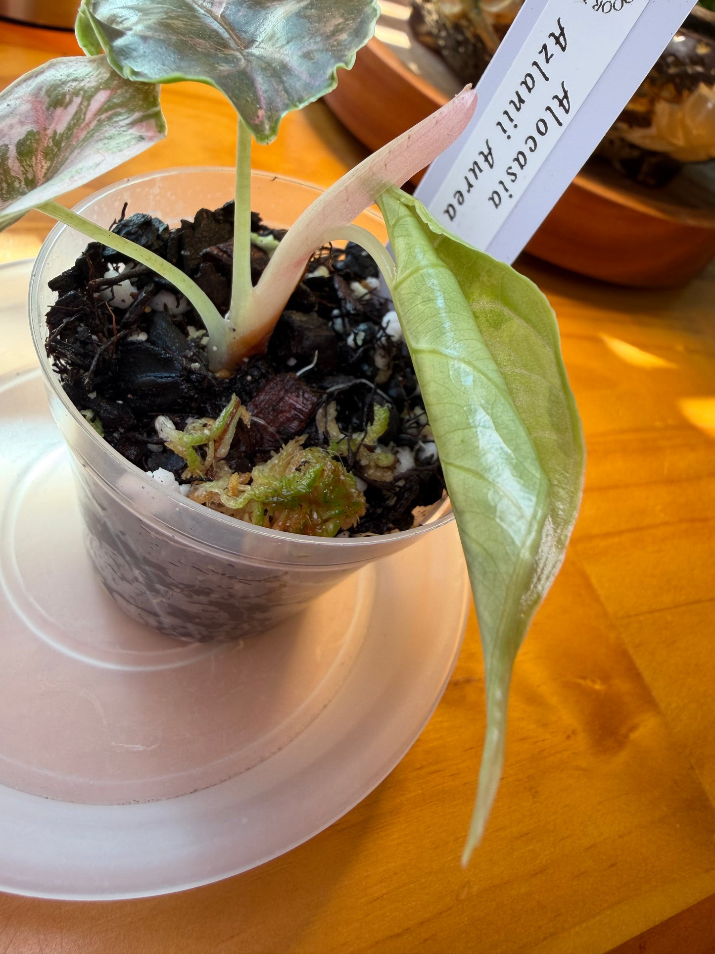 Alocasia Azlanii Aurea #10