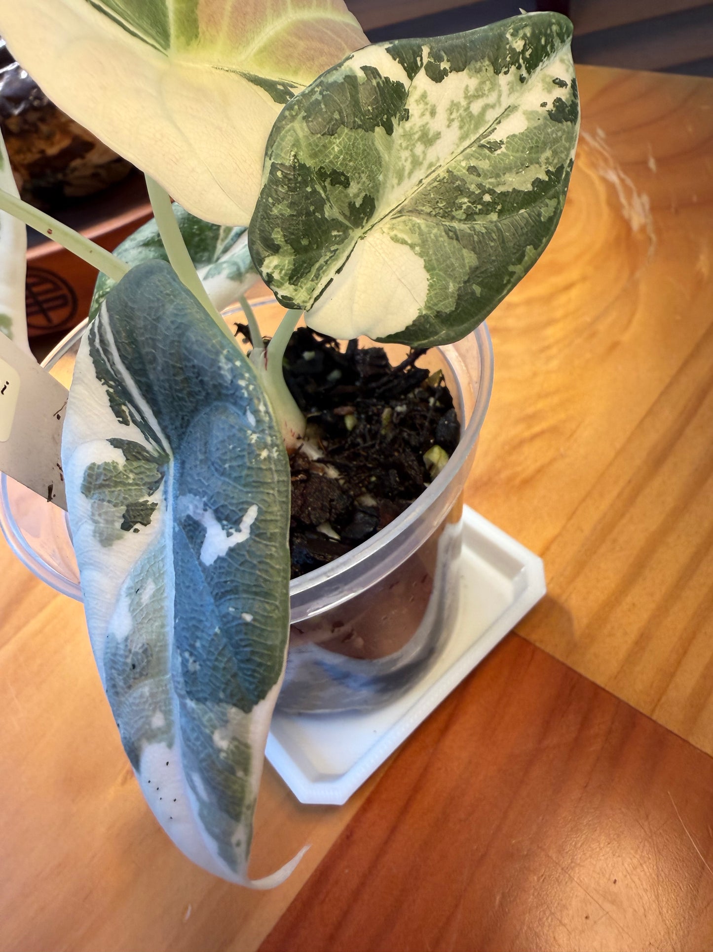 Alocasia Maharani Albo #1