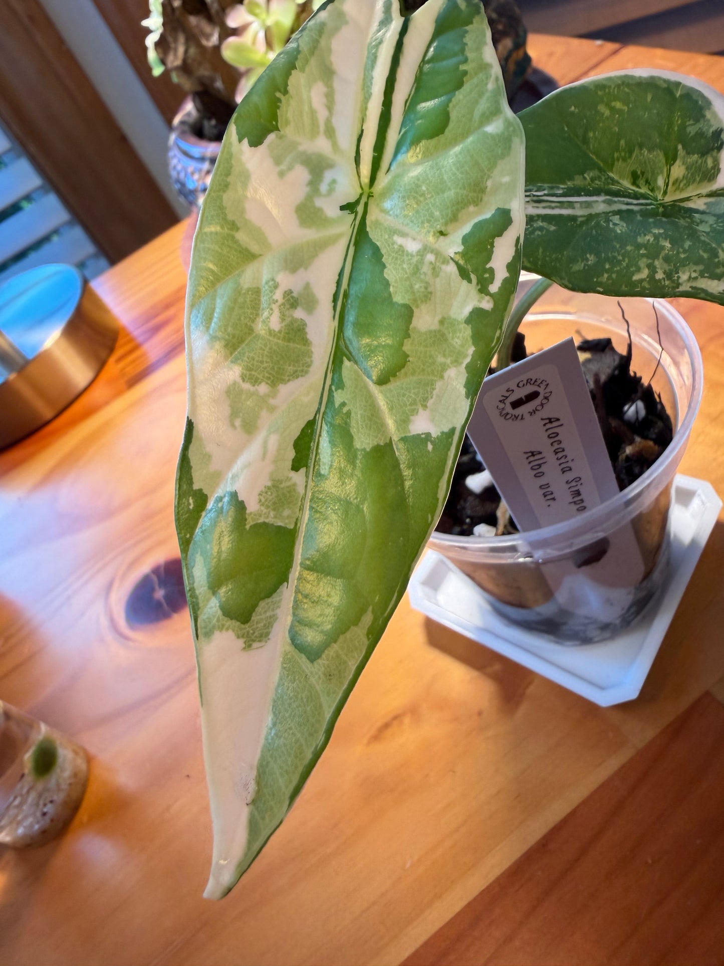 Alocasia Simpo Albo #1