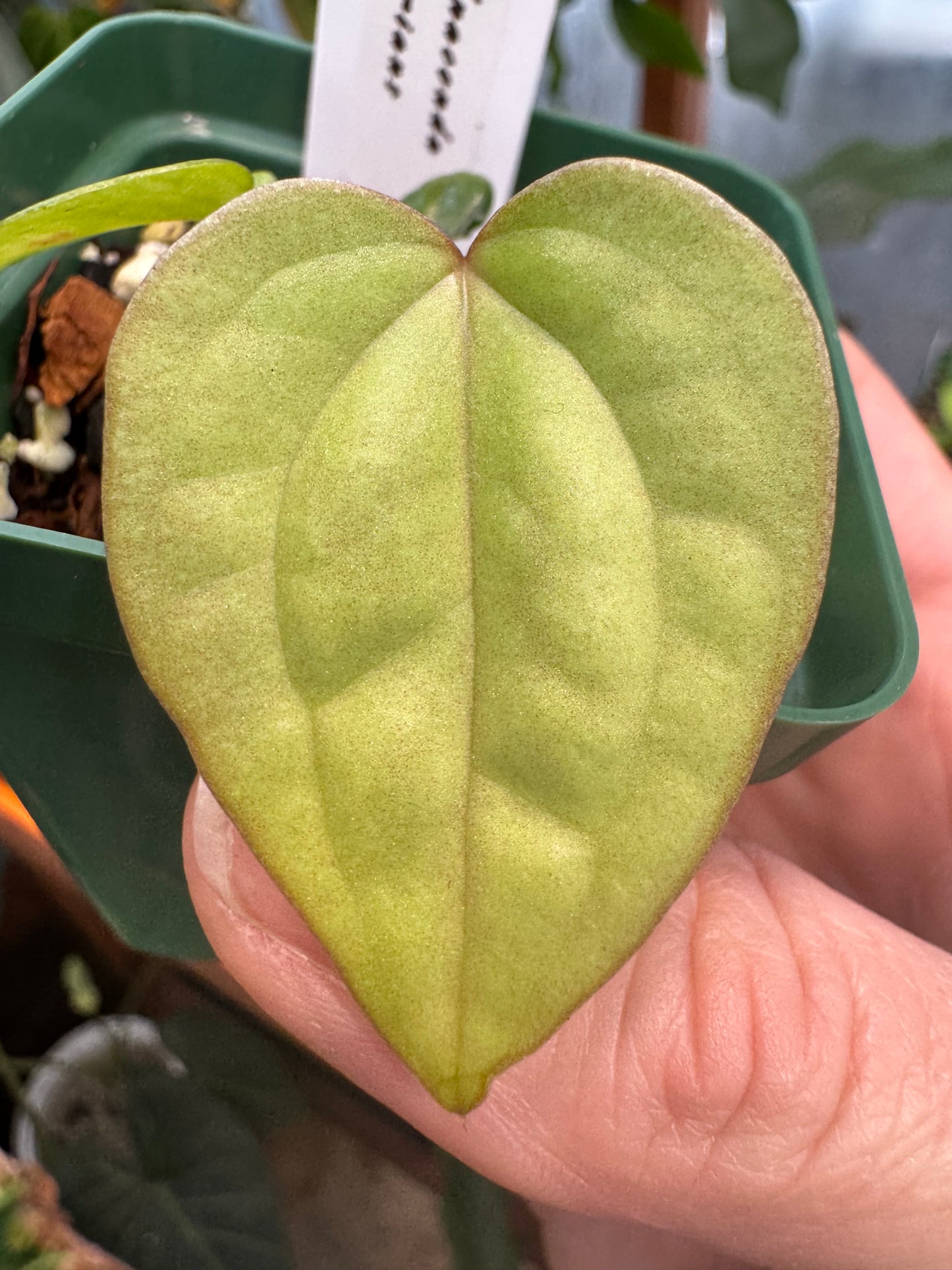 (A. Jade x A. Besseae aff) x A. Luxurians 2.5 inch pot