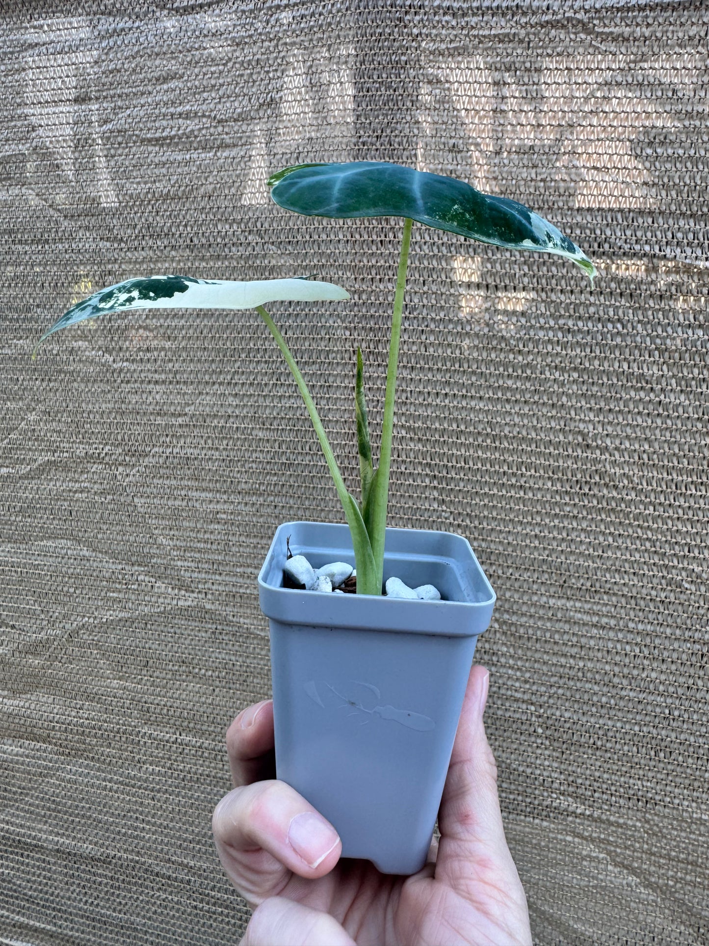 Alocasia Frydek 'Albo'