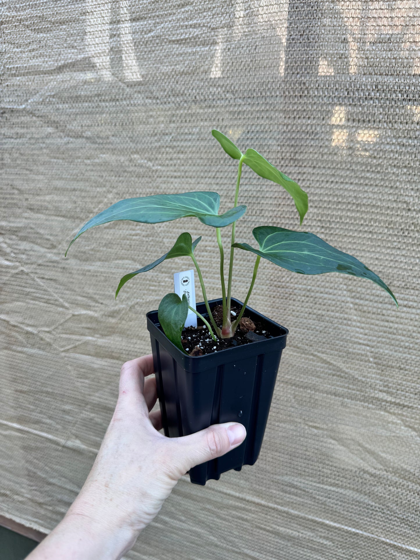 Anthurium 'Delta Force'
