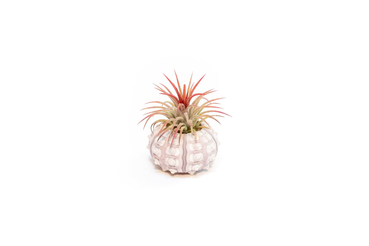 Sputnik Urchin Shells with Tillandsia Ionantha Air Plants