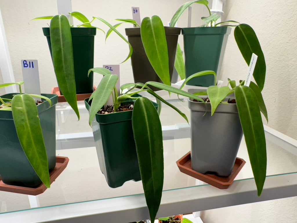 Plants