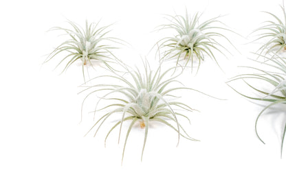 Small Tillandsia Tectorum Ecuador Air Plant