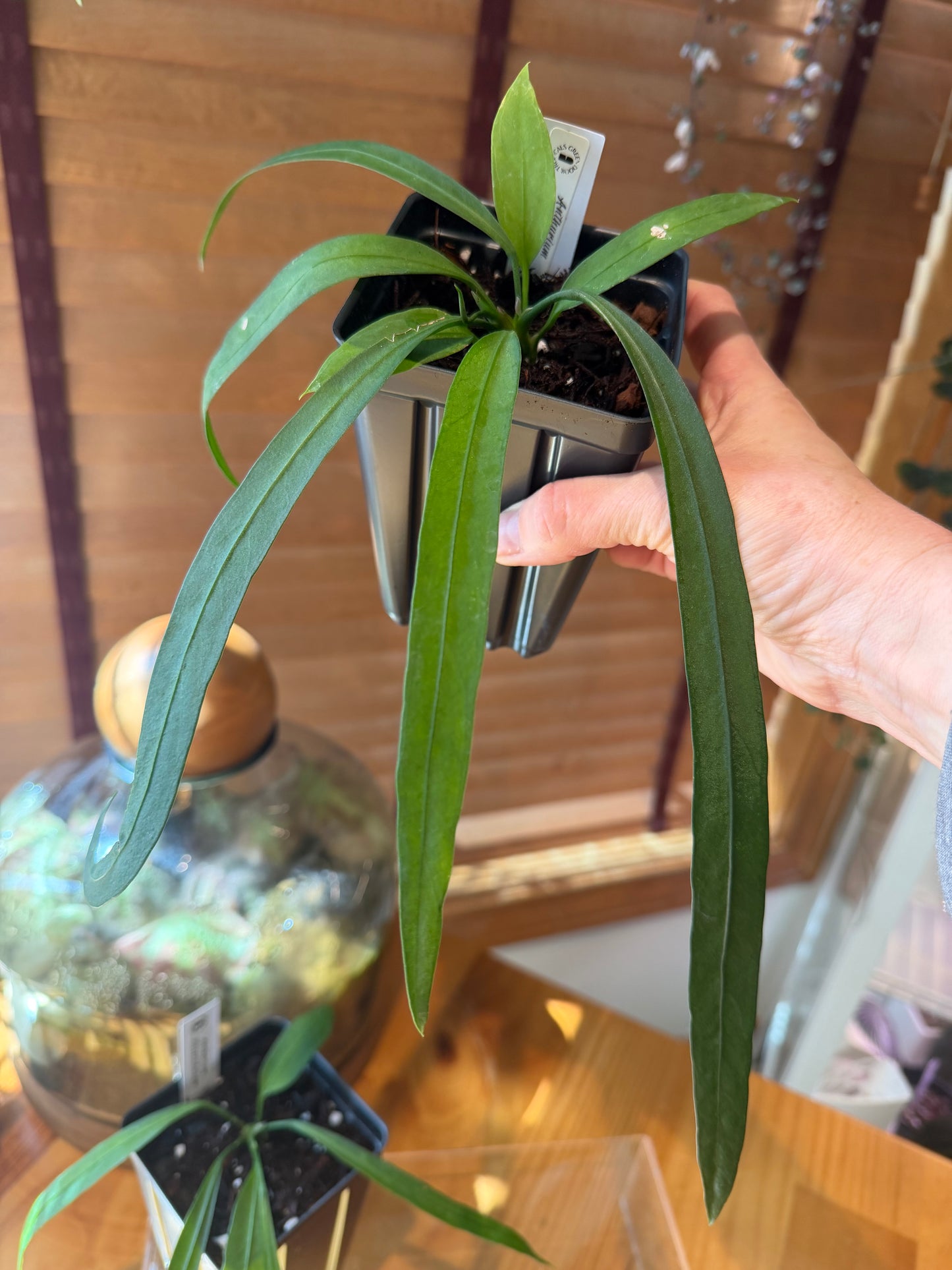 Person holding a potted anthurium vittariifolium plant with a blurred indoor background