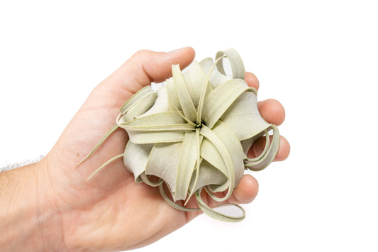 Seedling Tillandsia Xerographica Air Plants