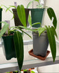 2.5" Anthurium Pallidiflorum Seedling