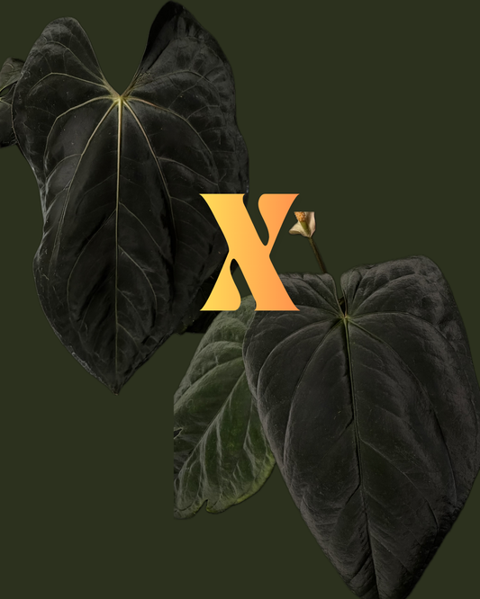 (Carlablackiae X RL) x Dressleri seedling 2.5" pot *(Grower's Choice)