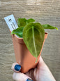Anthurium Forgetii 2.5" (Grower's Choice)