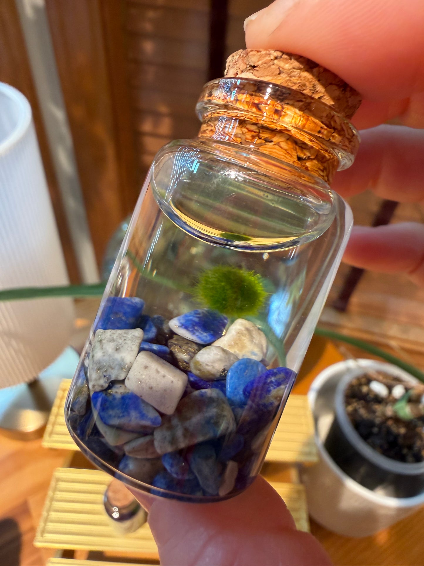 Marimo Moss Ball Buddy