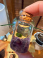 Marimo Moss Ball Buddy