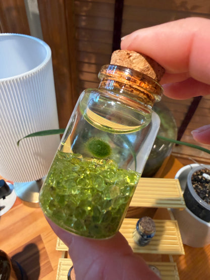 Marimo Moss Ball Buddy