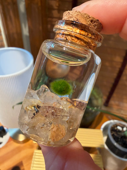 Marimo Moss Ball Buddy