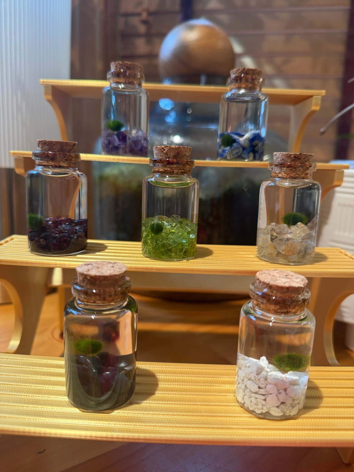 Marimo Moss Ball Buddy