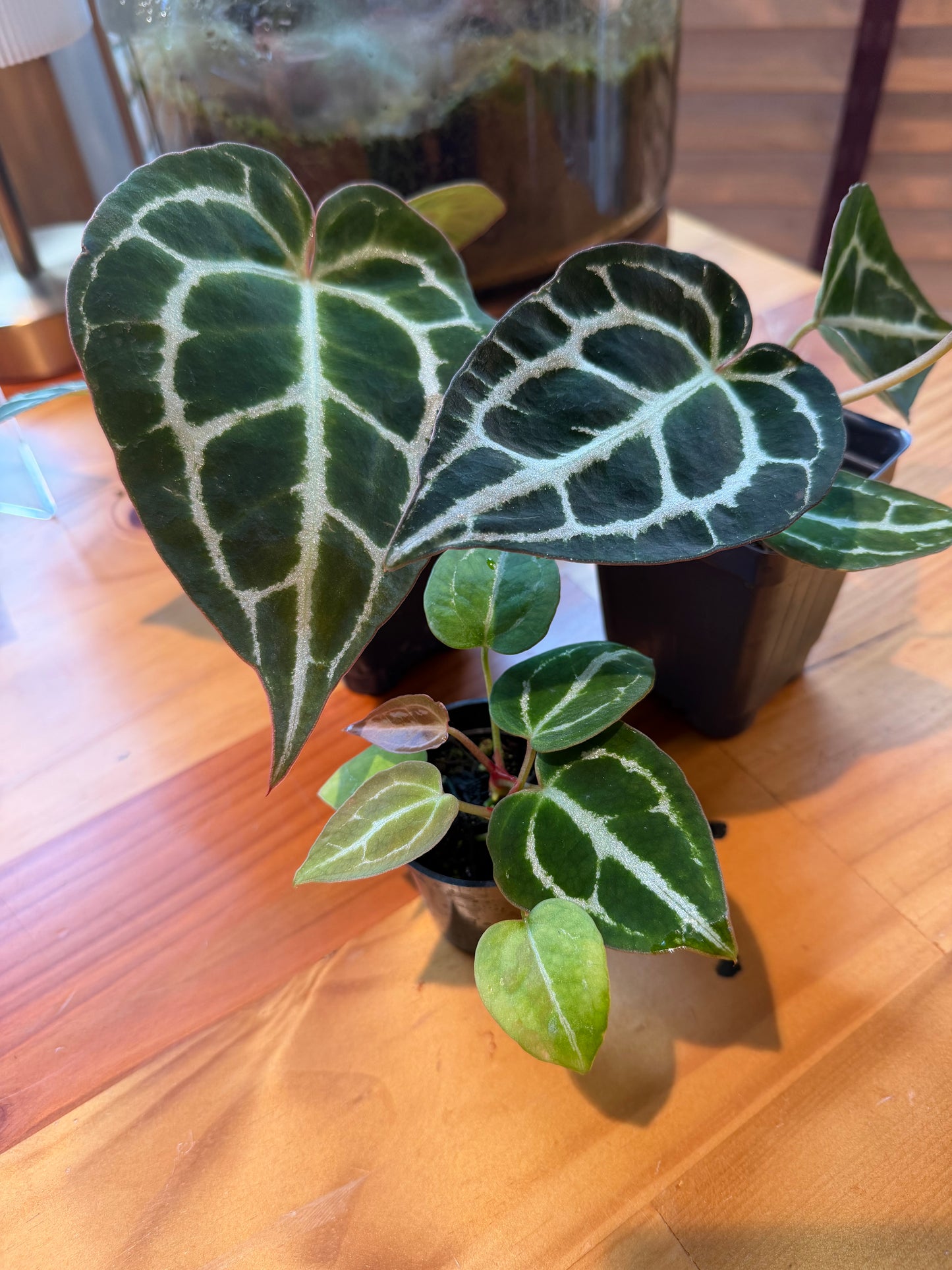 SuSpecT Crystallinum 2.5" (grower's choice)