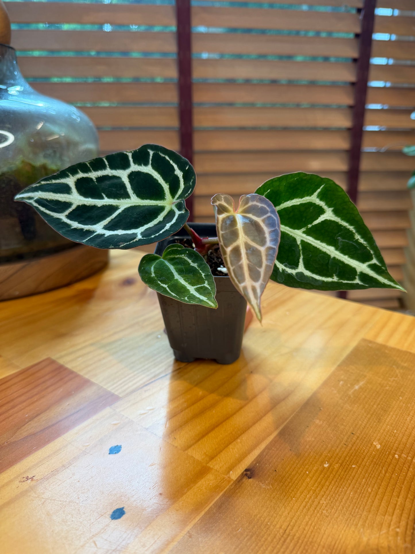 SuSpecT Crystallinum 2.5" (grower's choice)