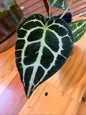 SuSpecT Crystallinum 2.5" (grower's choice)