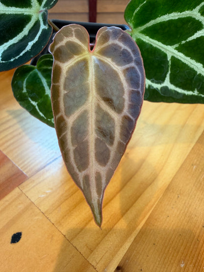 SuSpecT Crystallinum 2.5" (grower's choice)