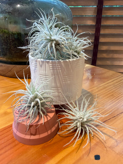 Small Tillandsia Tectorum Ecuador Air Plant