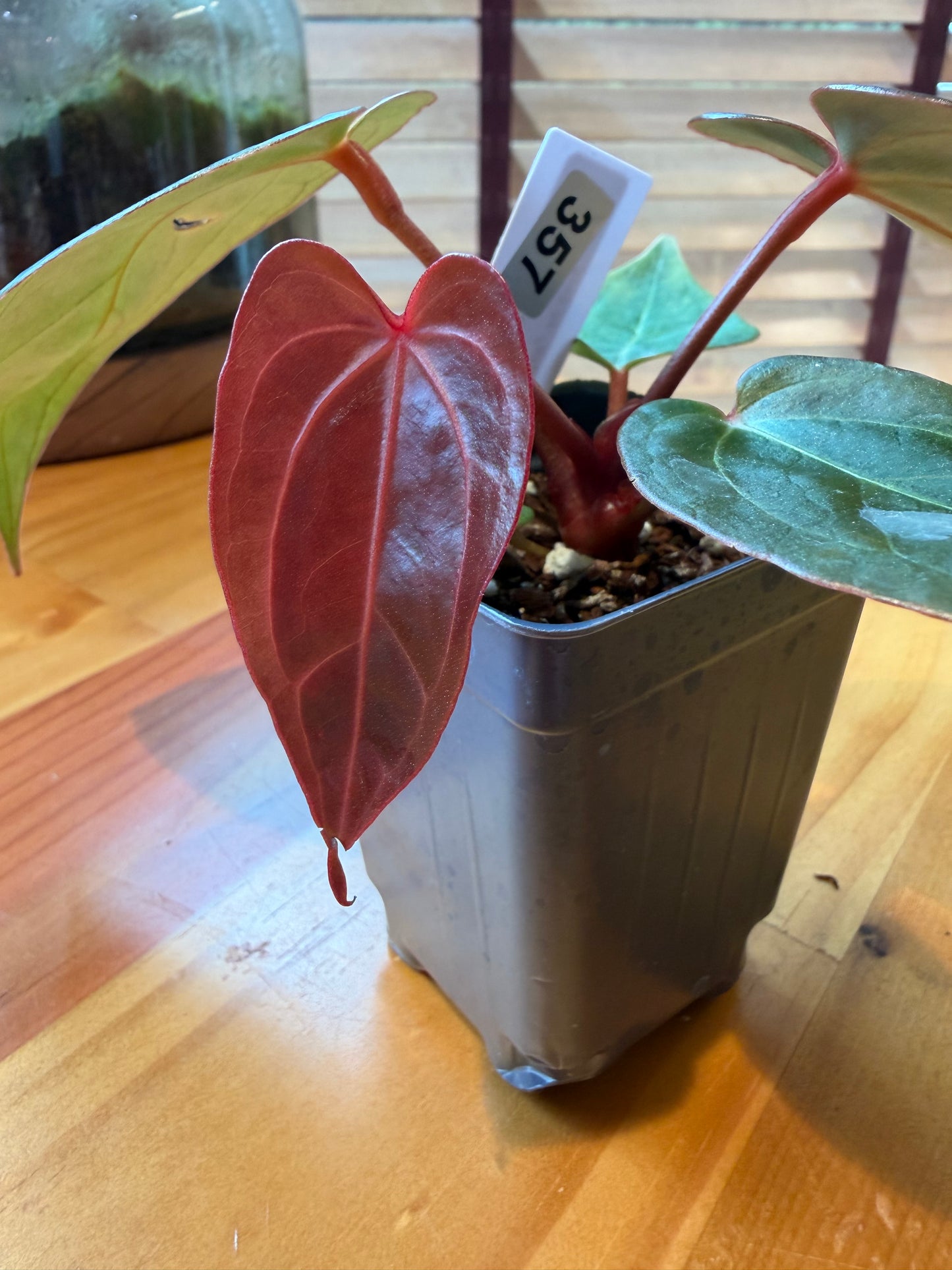 2.5" Anthurium (crystal mag x subsignatum) X (Red Velvet Cake x Zara) (*Grower's choice*)