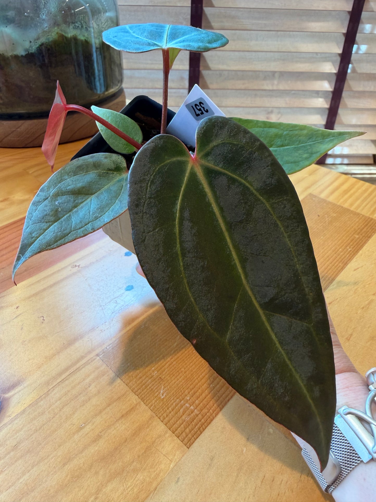 2.5" Anthurium (crystal mag x subsignatum) X (Red Velvet Cake x Zara) (*Grower's choice*)