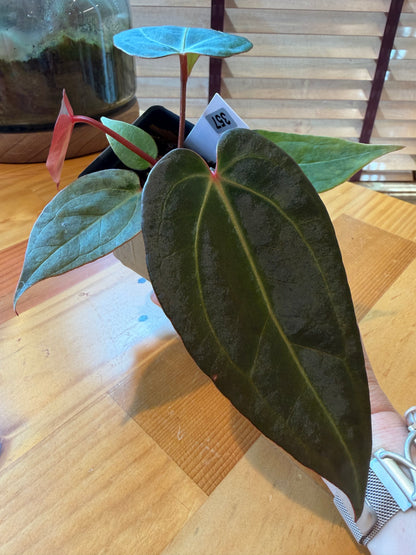 2.5" Anthurium (crystal mag x subsignatum) X (Red Velvet Cake x Zara) (*Grower's choice*)