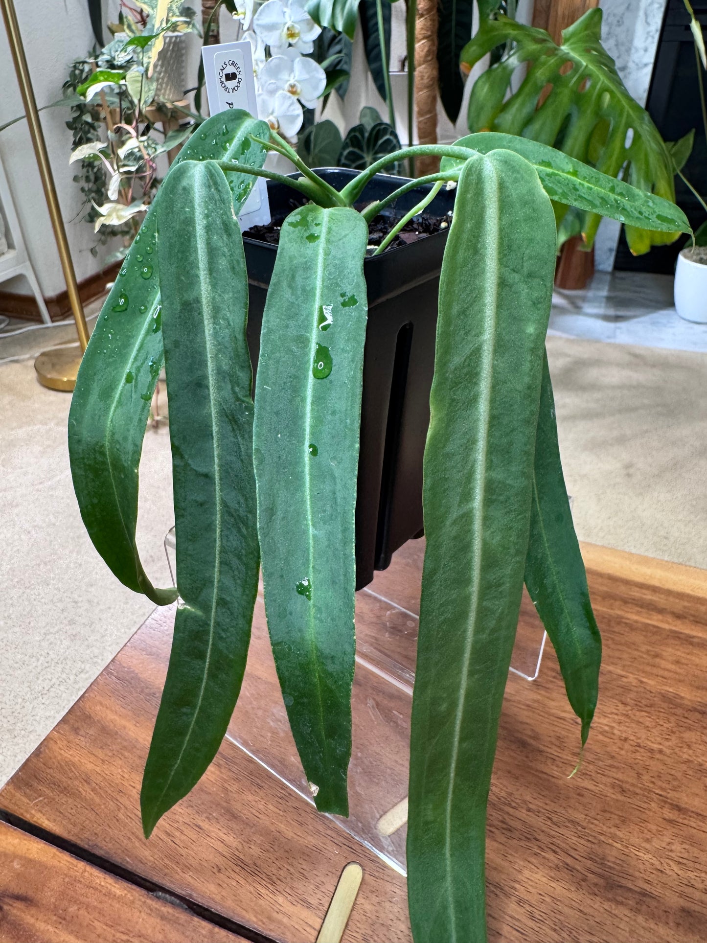 Anthurium Pallidiflorum Extra Large