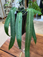 Anthurium Pallidiflorum Extra Large