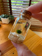 Marimo Moss Ball Buddy