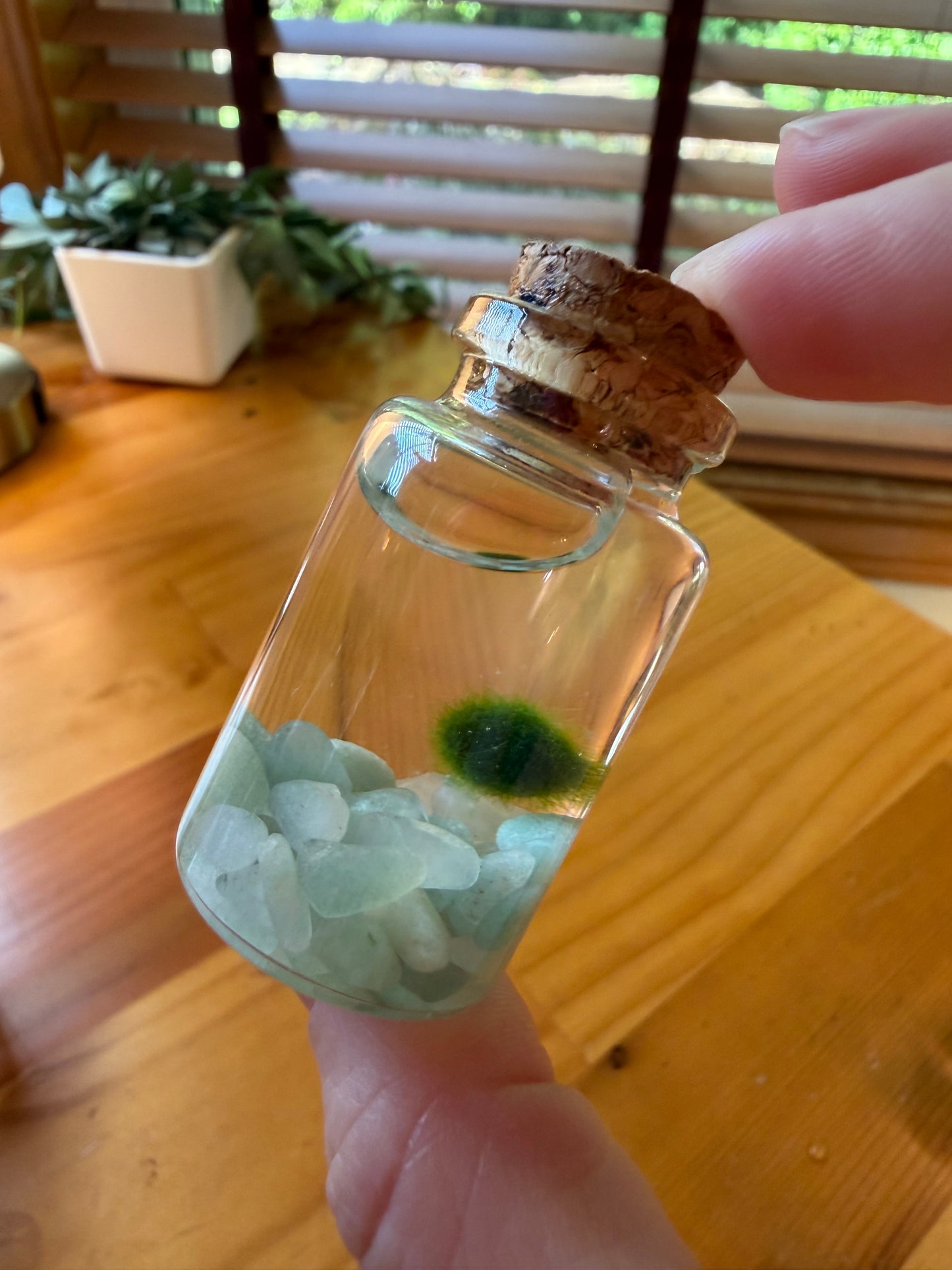Marimo Moss Ball Buddy
