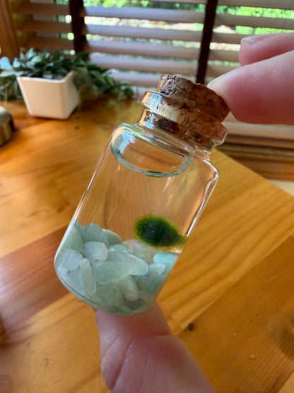 Marimo Moss Ball Buddy