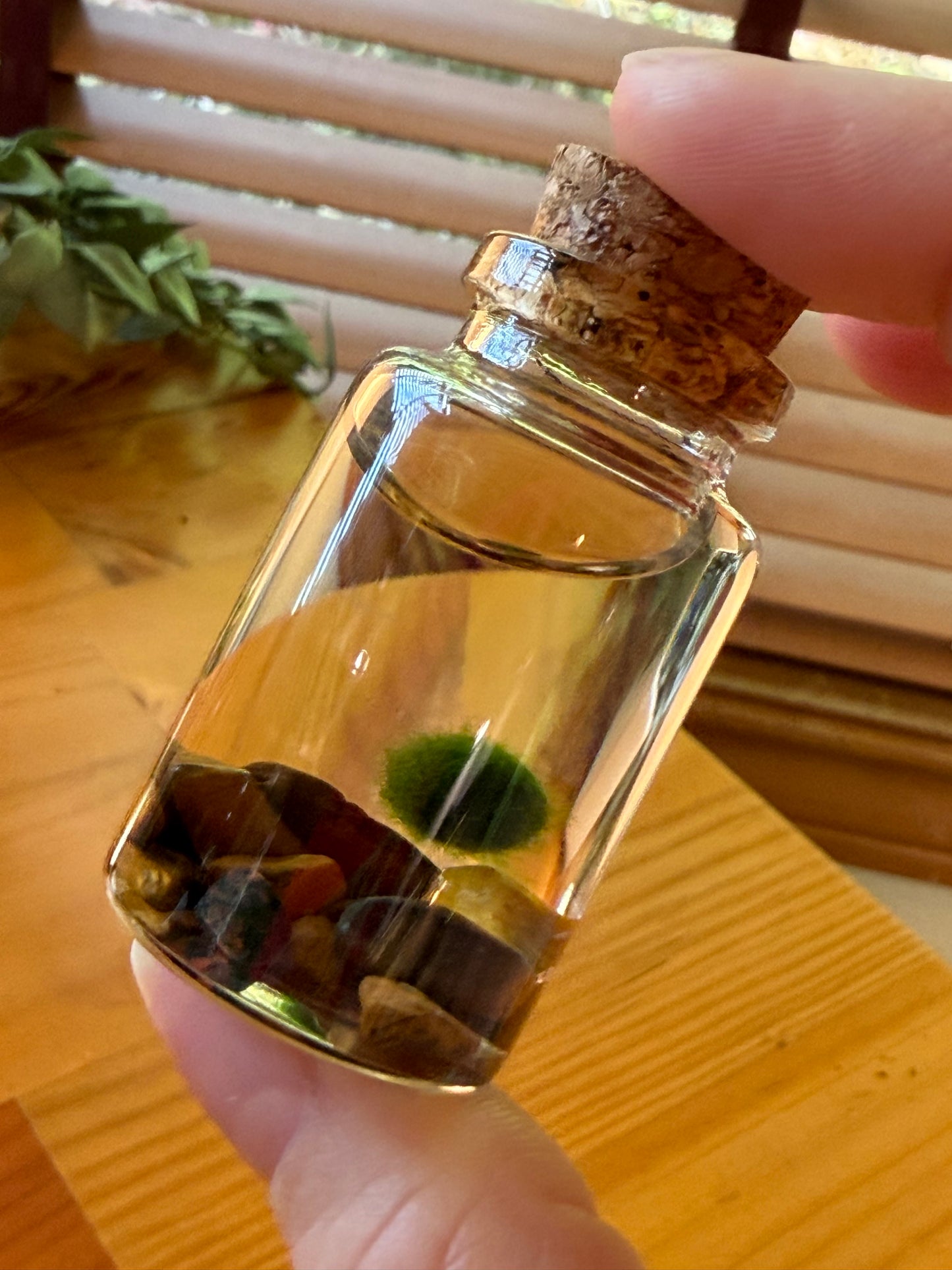 Marimo Moss Ball Buddy