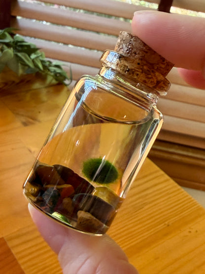 Marimo Moss Ball Buddy