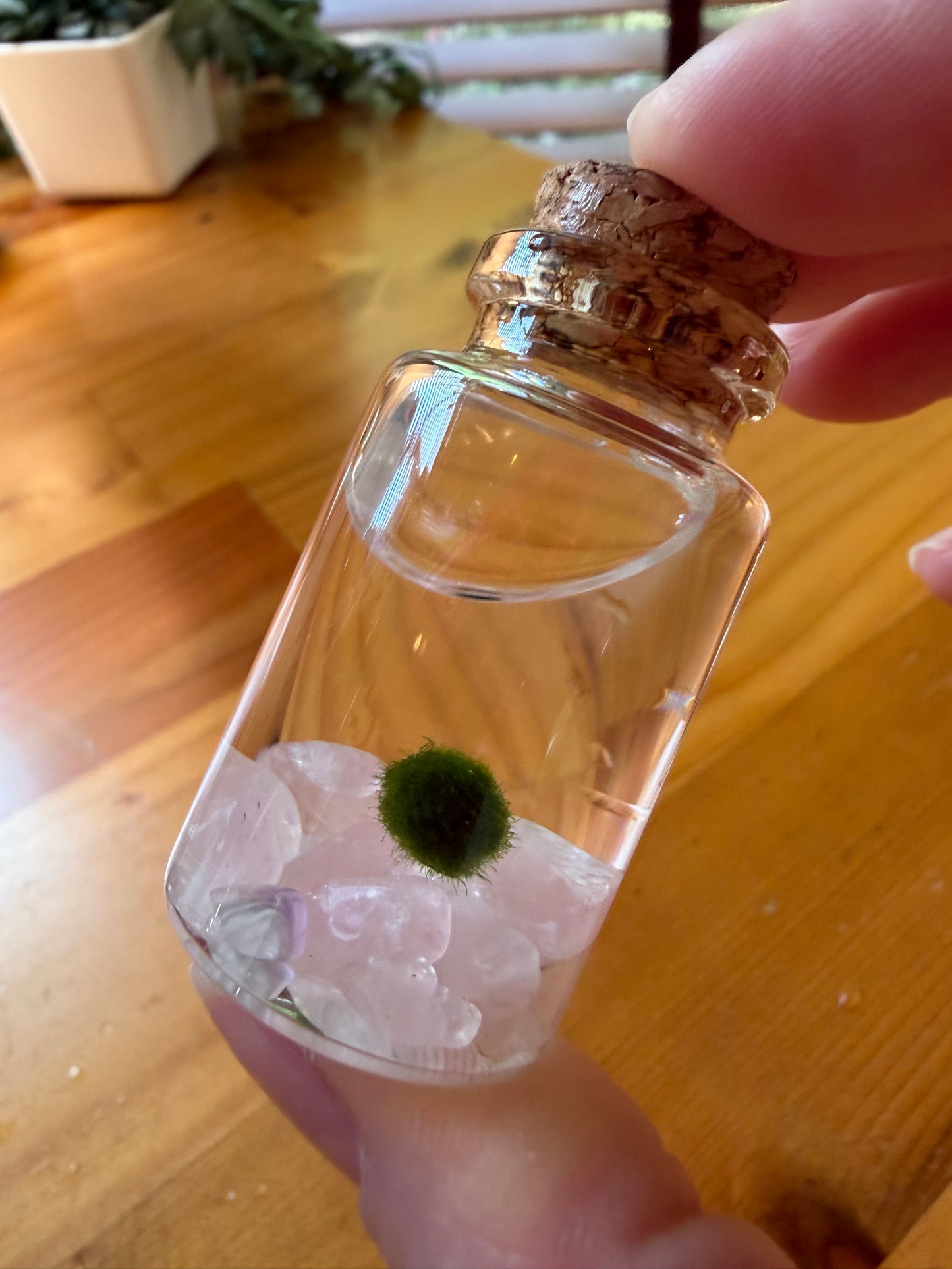 Marimo Moss Ball Buddy