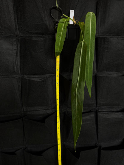 Anthurium Pallidiflorium #50 (Select)