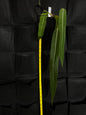 Anthurium Pallidiflorium #50 (Select)