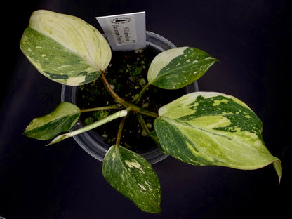 #18 Gloriosum Tricolor Philodendron