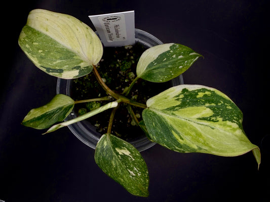 #18 Gloriosum Tricolor Philodendron