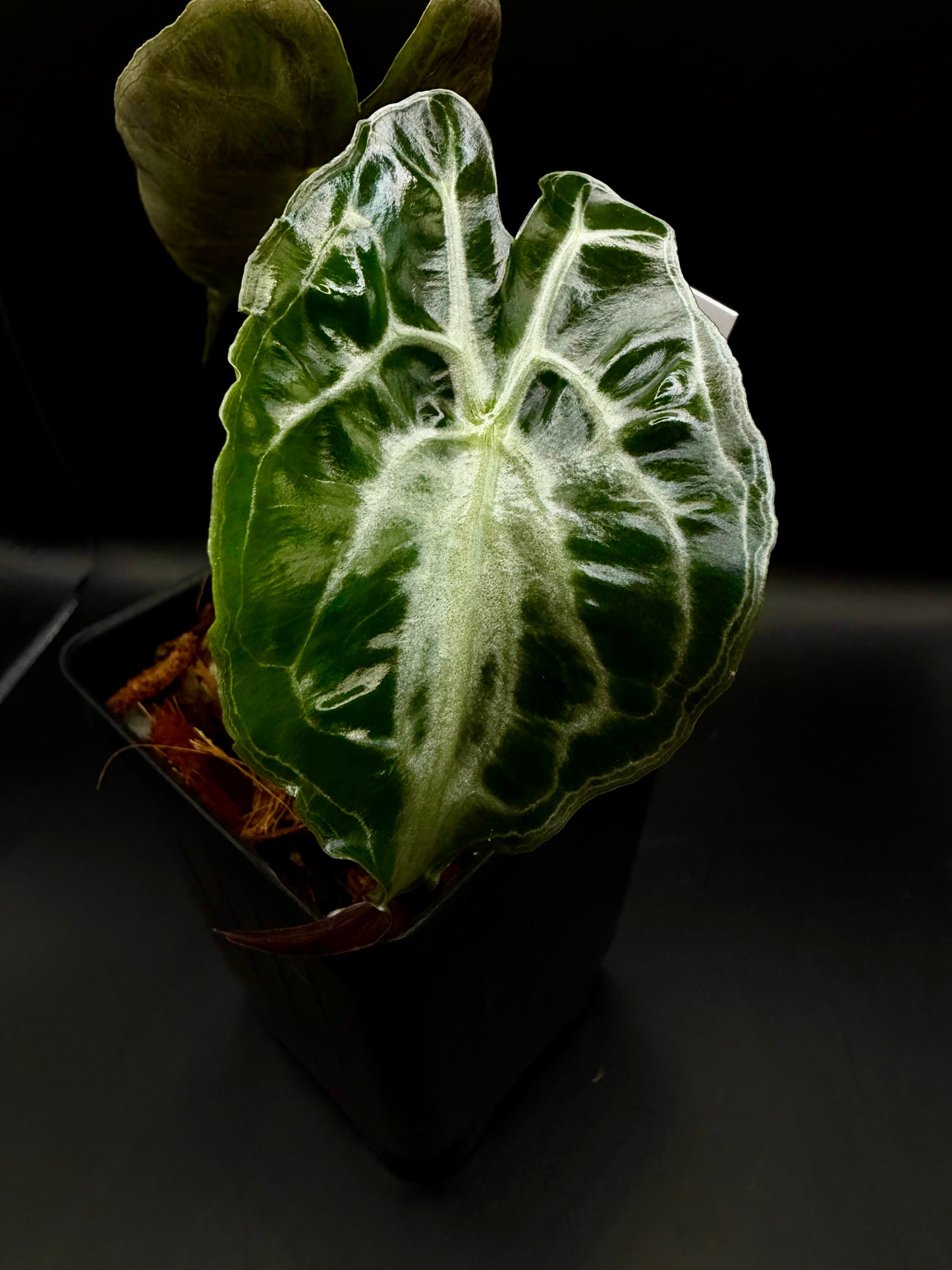 Alocasia Venom 3" #40
