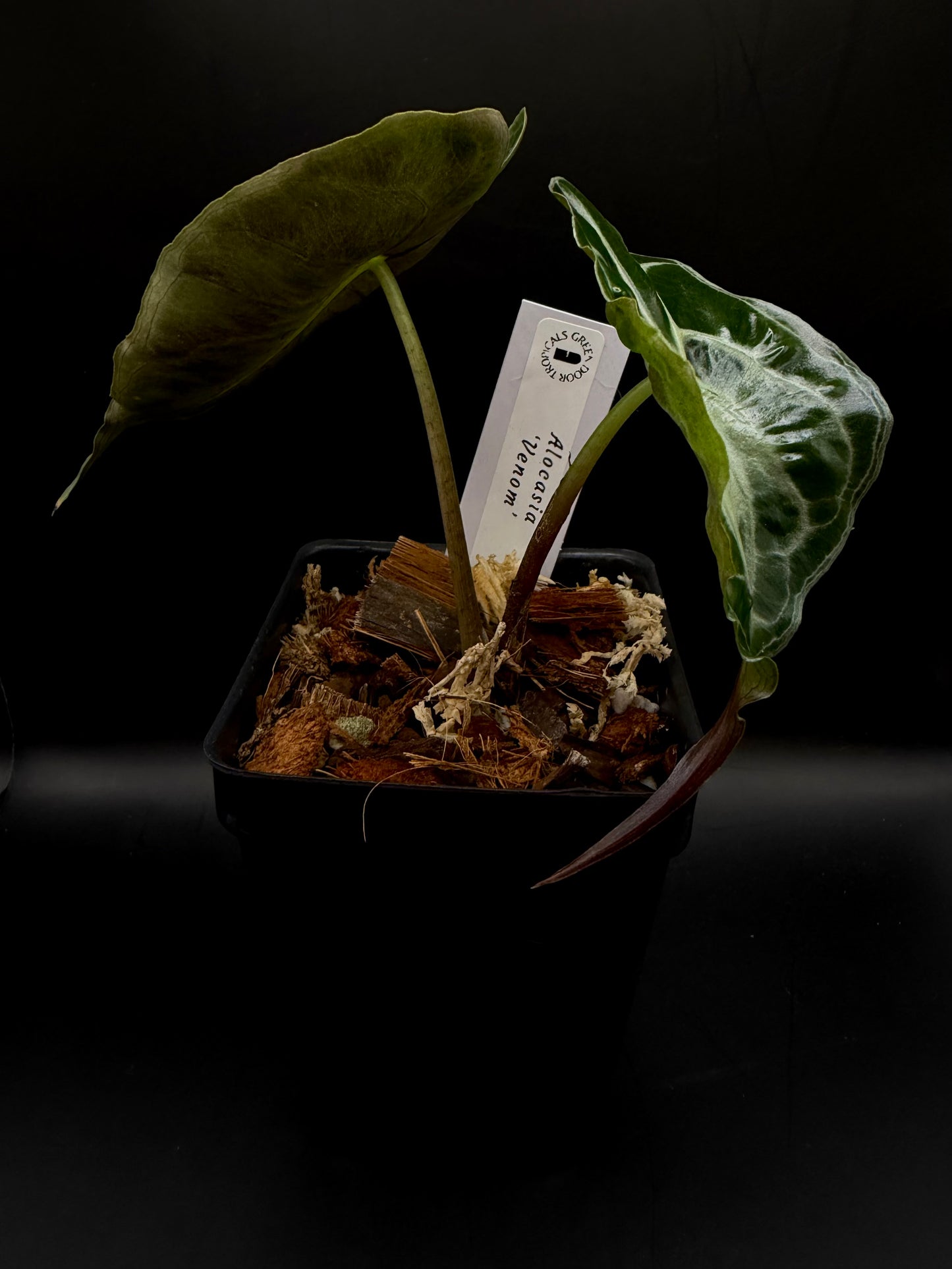 Alocasia Venom 3" #40