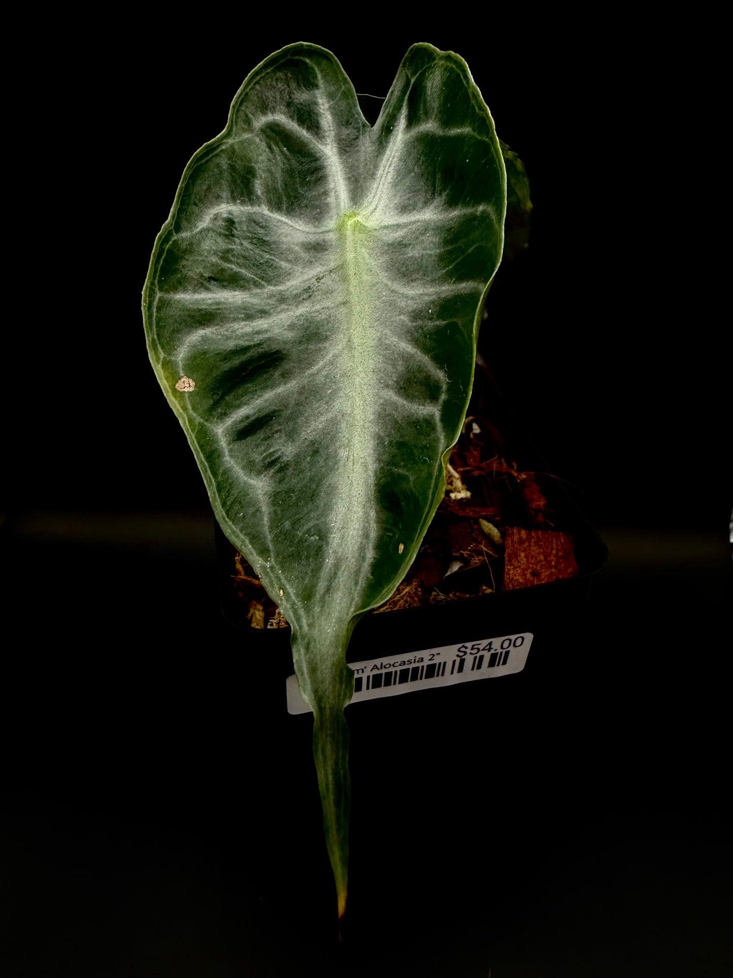 Alocasia Venom 3" #40