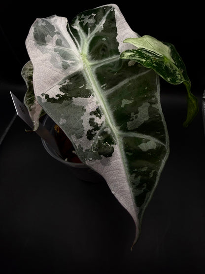 Pink Polly Snow Alocasia #37