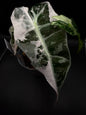 Pink Polly Snow Alocasia #37